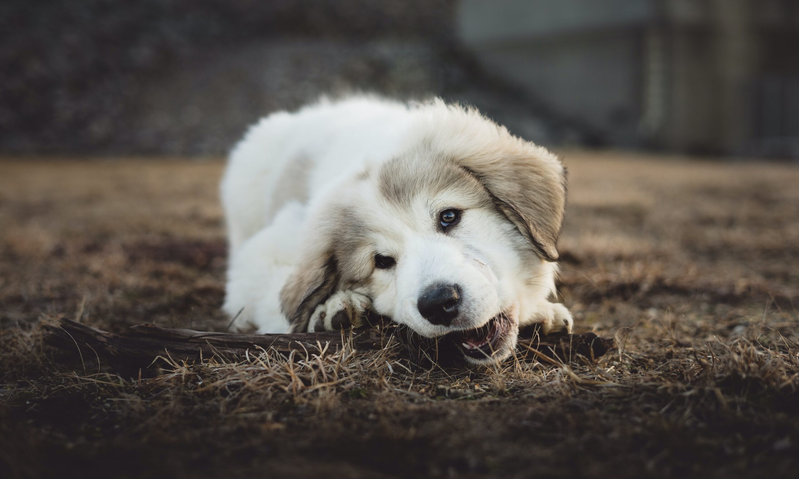 Les activités masticatoires pour chiens : Un guide complet