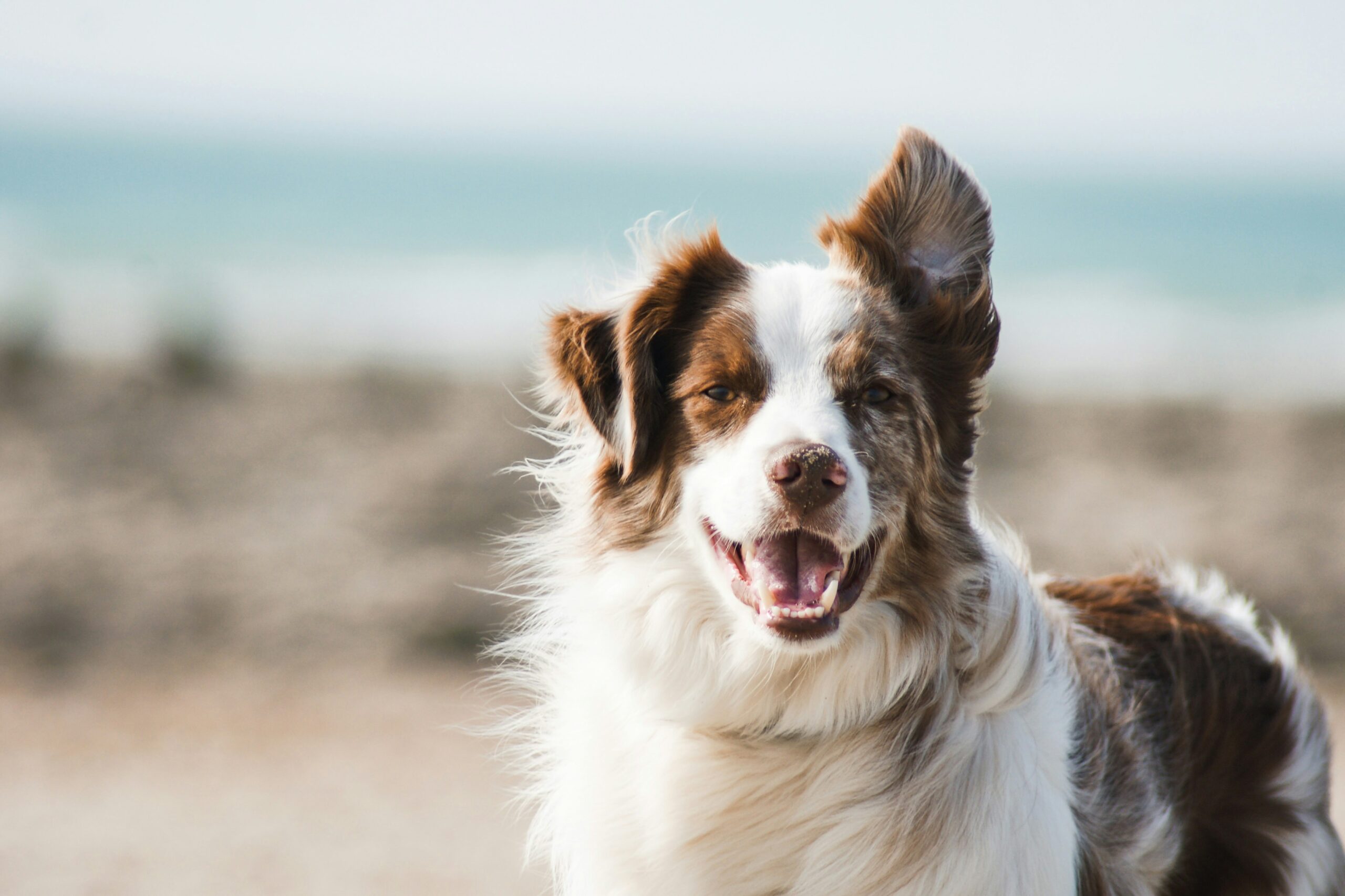 rafraichir son chien en été