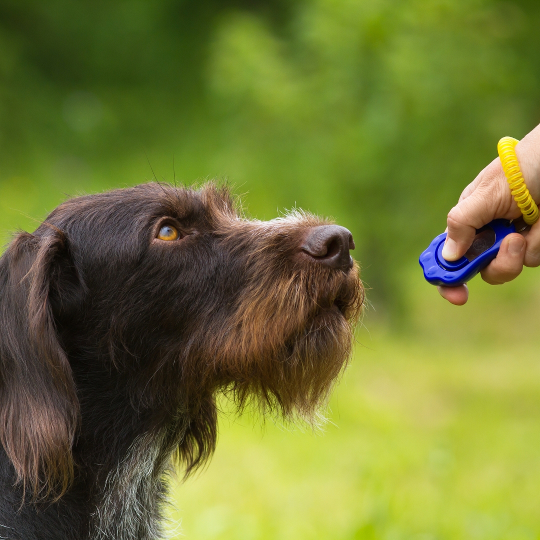 chien barbet avec clicker