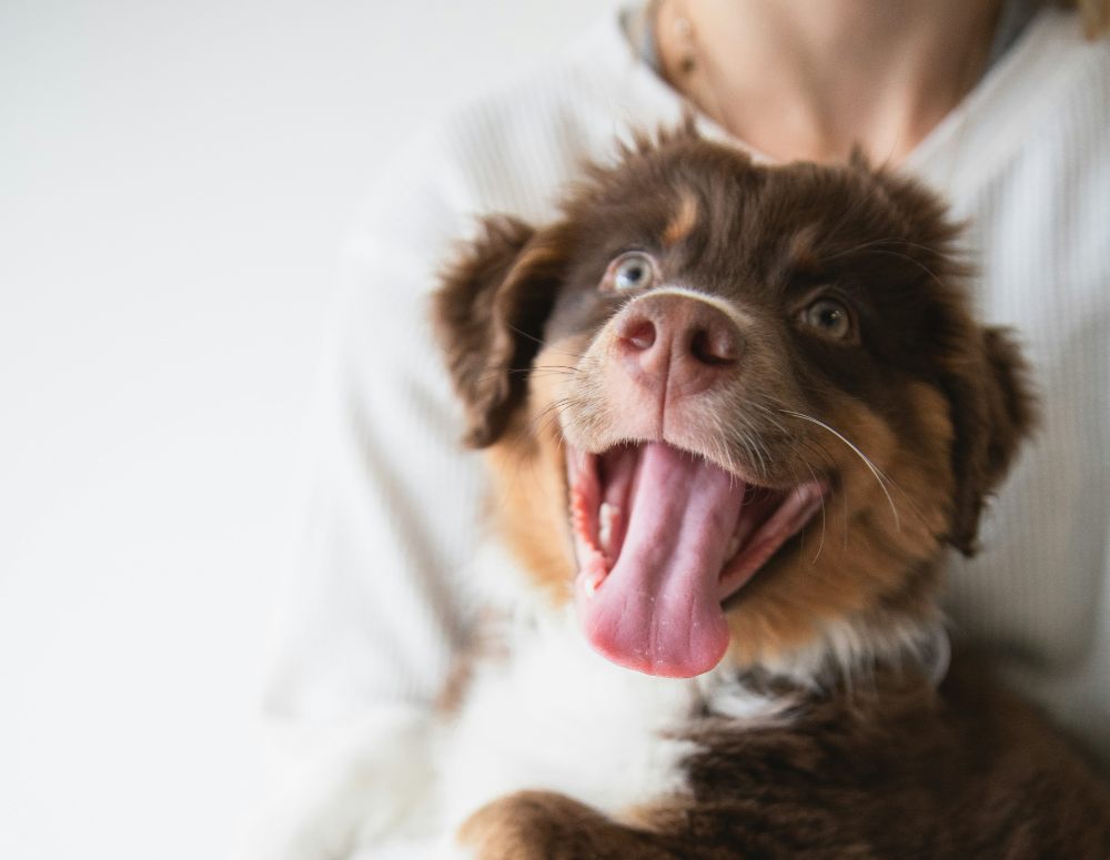 mon chiot devient fou le soir