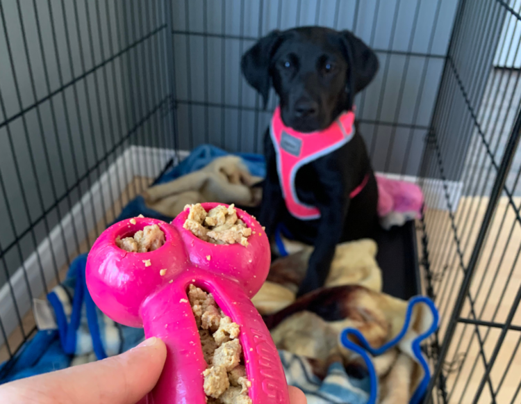 chiot labrador en cage avec kong