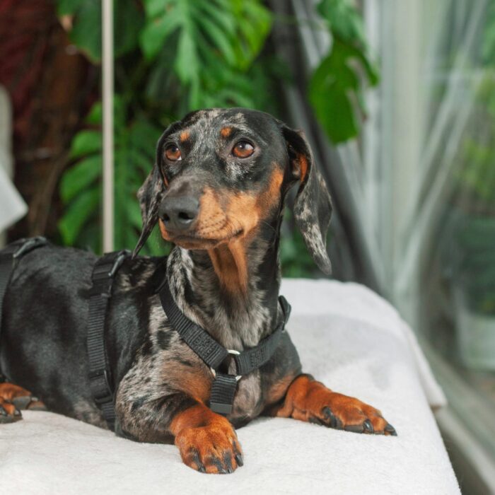 10 problèmes de comportements courants chez le chien et comment les éviter