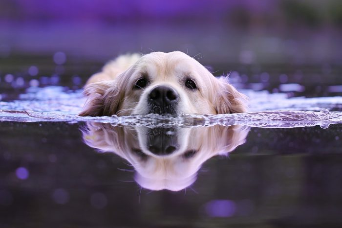 Choisir la meilleure race de chien