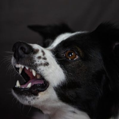 dog-growl2