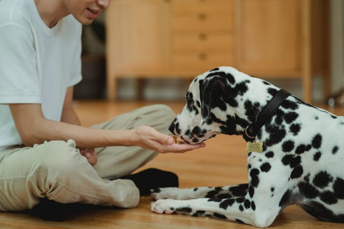 education positive en education canine